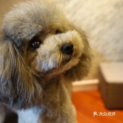 電話,地址,價(jià)格,營業(yè)時間 南京寵物